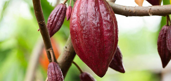 Преди повече от 10 години един от експертите по какао на Barry Callebaut открива, че компонентите на някои какаови зърна могат да произведат шоколад с изключителен вкус и цвят. Оттогава Barry Callebaut работят, за да разкрият тайната им, което довежда до откриването на какаовите зърна Руби и създаването на напълно нов шоколад. 